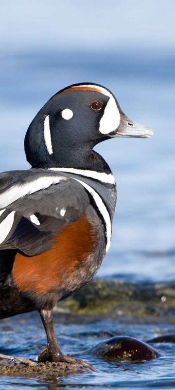 iceland birdlife harlequin duck istk