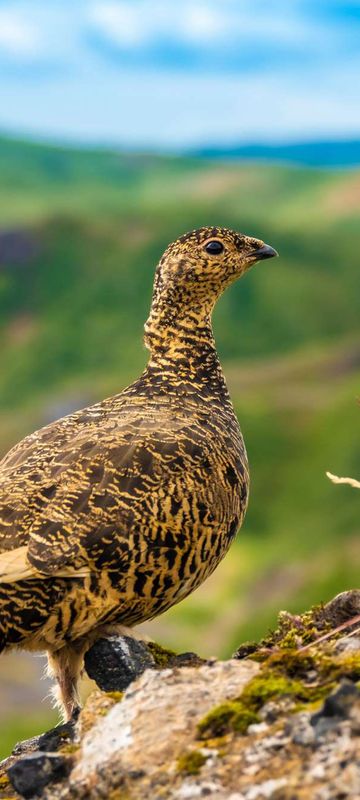 iceland birdlife rock ptarmigan thorsmork istk