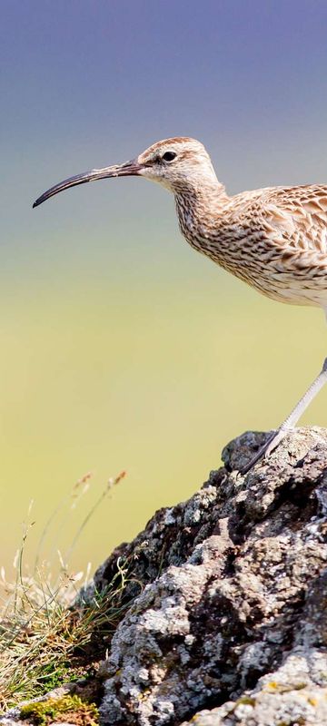 iceland birdlife whimbrel istk