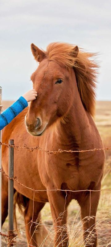 iceland child with icelandic horses istk