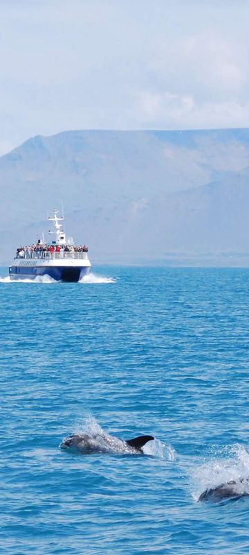 iceland dolphins and whale watching boat off reykjavik eld