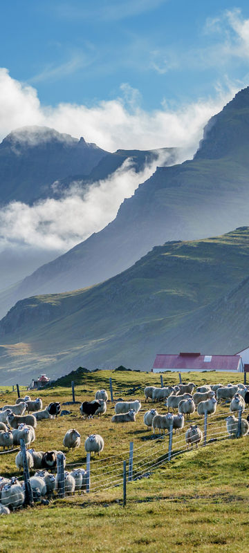 iceland east fjords highland sheep farm rth