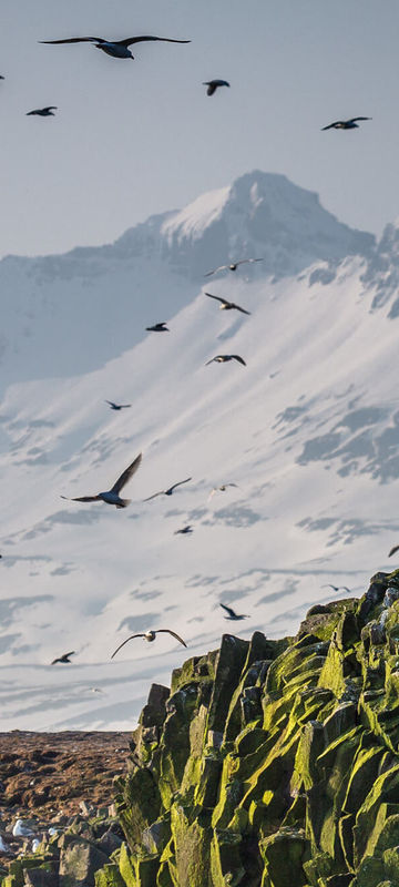 iceland grundarfjordur fulmars flying from cliffs rth