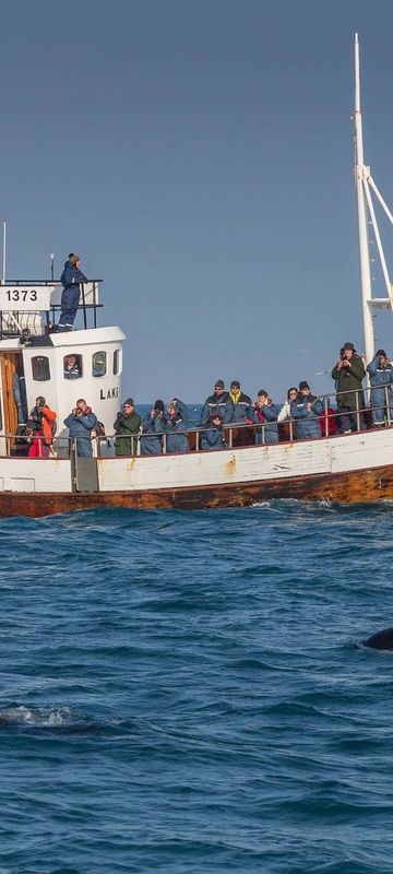 iceland grundarfjordur whale watching aboard laki rth