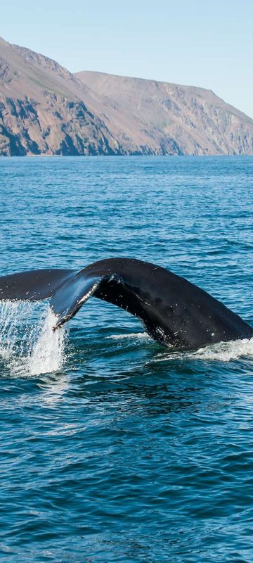 iceland husavik humpback whale tail fluke istk