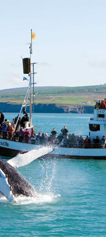 iceland north east husavik whale watching rth