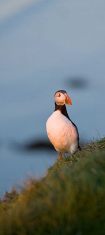 iceland north puffins midnight sun st