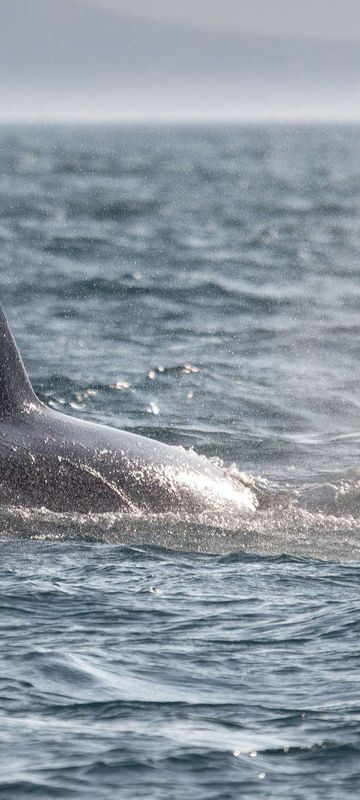 iceland orca and glaucous gull off grundarfjordur rth