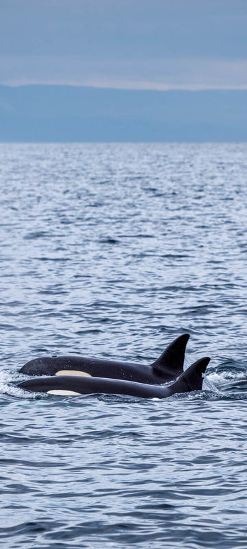 iceland orca in breidafjordur snaefellsnes istk