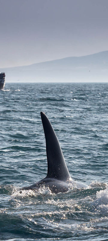 iceland orca watching off snaefellsnes peninsula rth