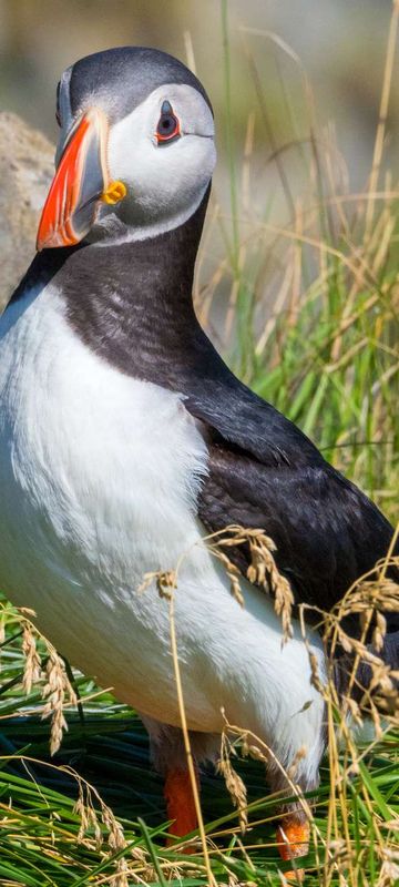 iceland puffin istk