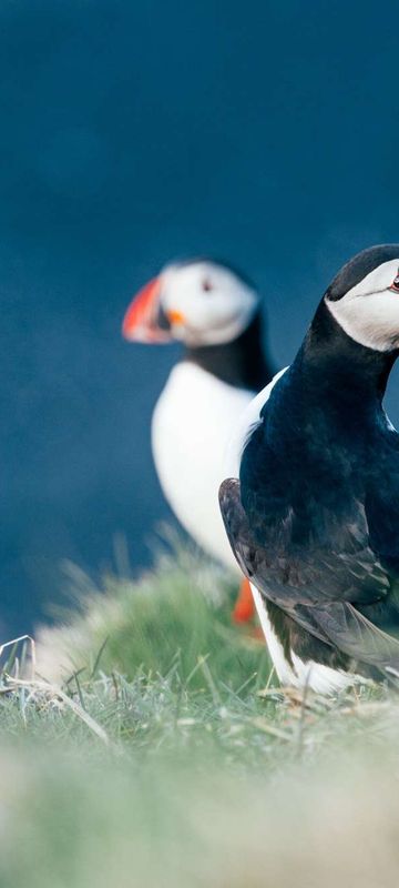 iceland puffins cliff edge gt