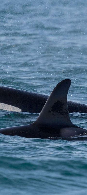 iceland snaefellsnes orcas grundarfjordur rth