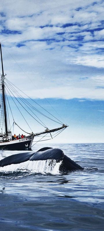 iceland whale watching aboard electric schooner opal ns