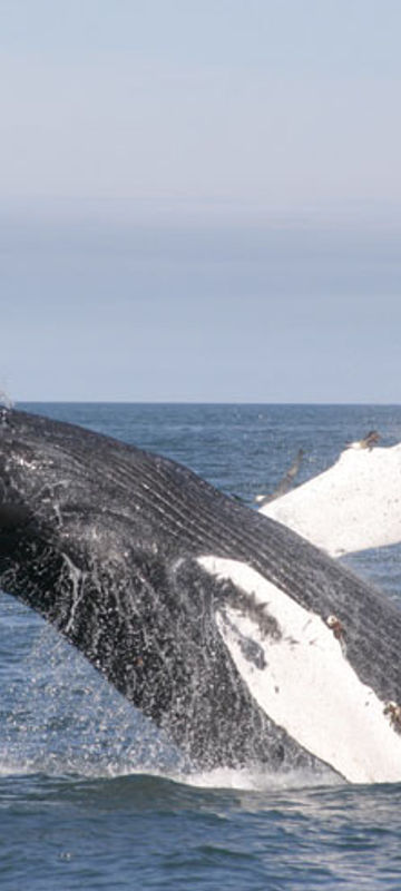 iceland wildlife humpback whale rth