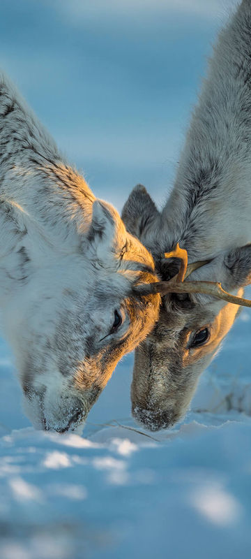 lapland reindeer interaction under warm winter light istk