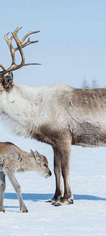 lapland reindeer with calf in spring astk