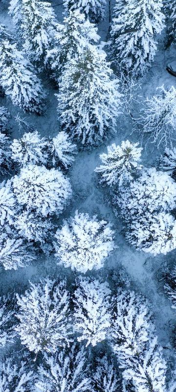 lapland winter forest drone view istk