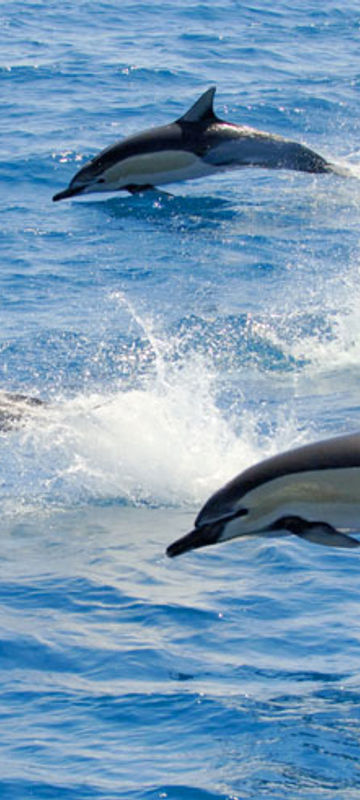 new zealand bay of plenty dolphins bopt