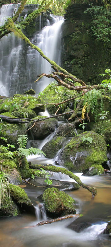 Catlins Coast Forest Park