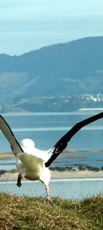 new zealand dunedin albatross td