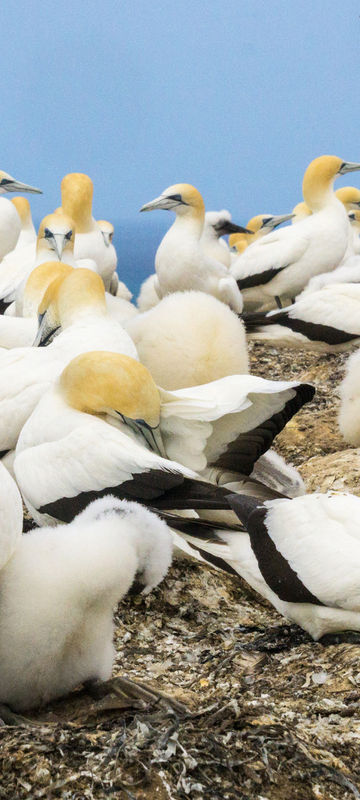 new zealand hawkes bay cape kidnappers gannet colony istk