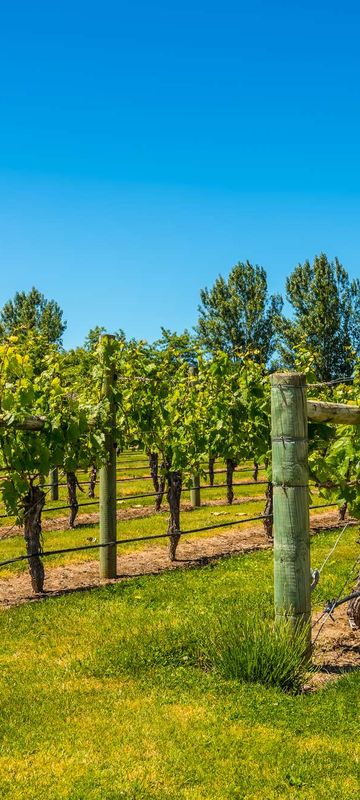 new zealand hawkes bay vineyard istk