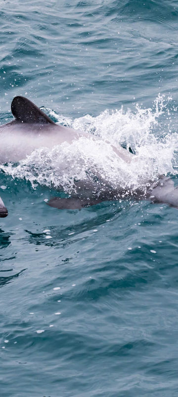 new zealand hectors dolphins akaroa istk