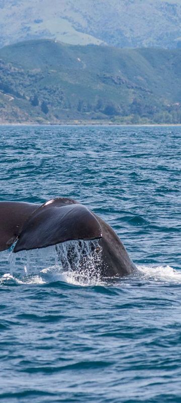 new zealand kaikoura mountains whale diving istk