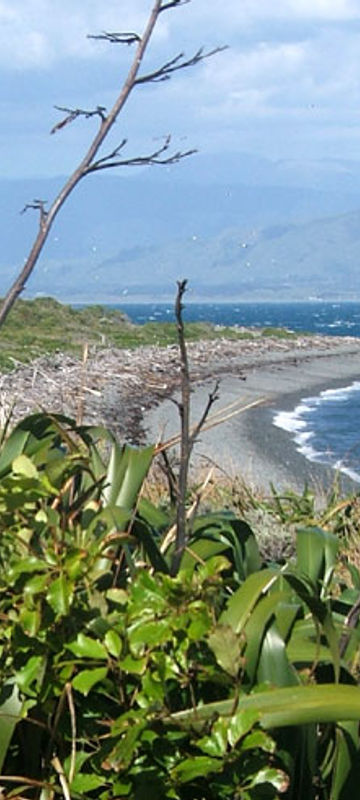 new zealand kapiti island coastline ls