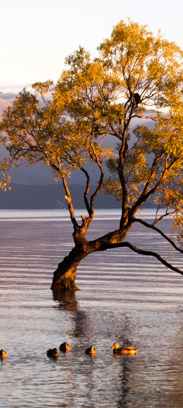 new zealand southern lakes wanaka ducks istk