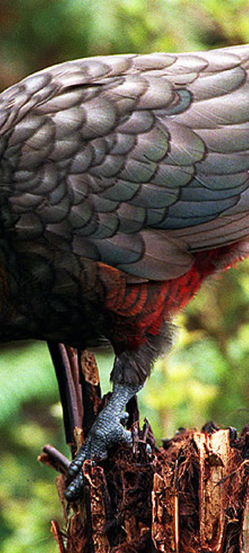 new zealand southland wildlife kaka vs