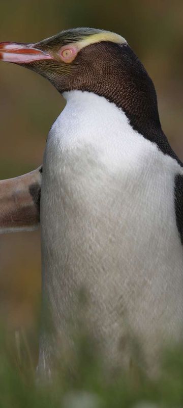 new zealand stewart island yellow eyed penguin istk