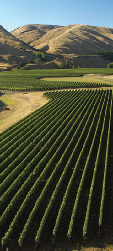 new zealand wairarapa martinborough vineyard tnz