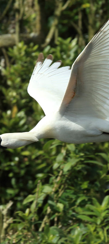 new zealand whataroa royal spoonbill in flight istk