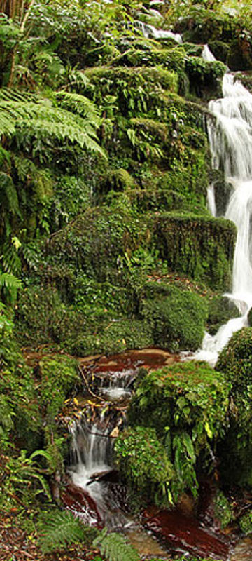 Whirinaki Forest