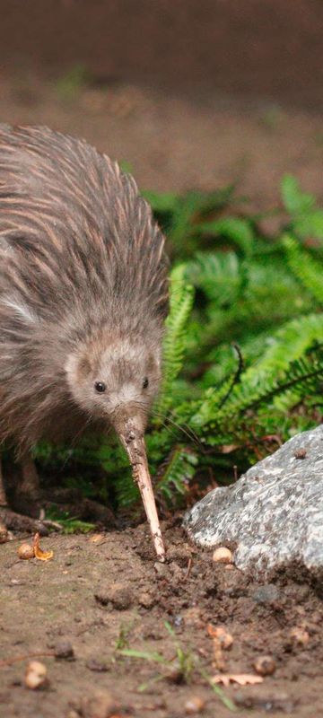 new zealand wildlife brown kiwi astk