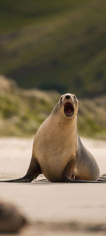 new zealand wildlife sea lion dunedin tnz