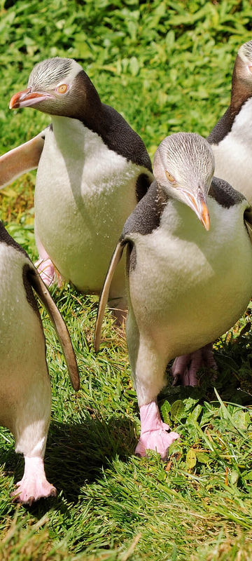 new zealand yellow eyed penguins istk