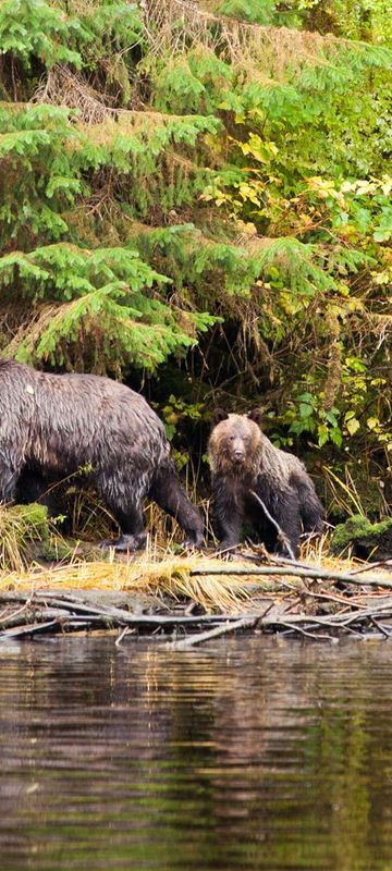 nimmo bay british columbia bears on shoreline jkoreski