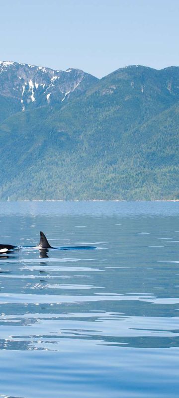 nimmo bay british columbia orca surfacing jkoreski