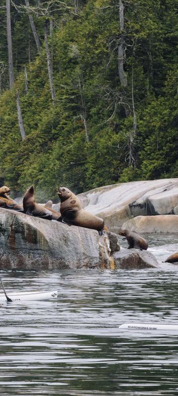 nimmo bay british columbia stand up paddle boarding seals jkoreski