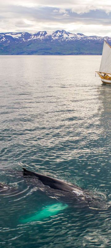 north iceland hildur humpback whales ns nick bondarev