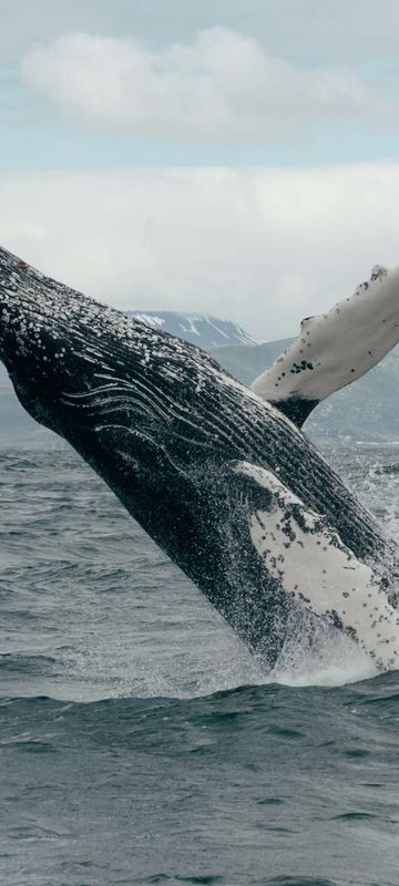 north iceland humpback whale breaching husavik gt