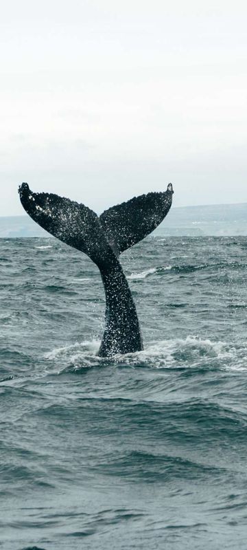 north iceland humpback whale tail husavik gt