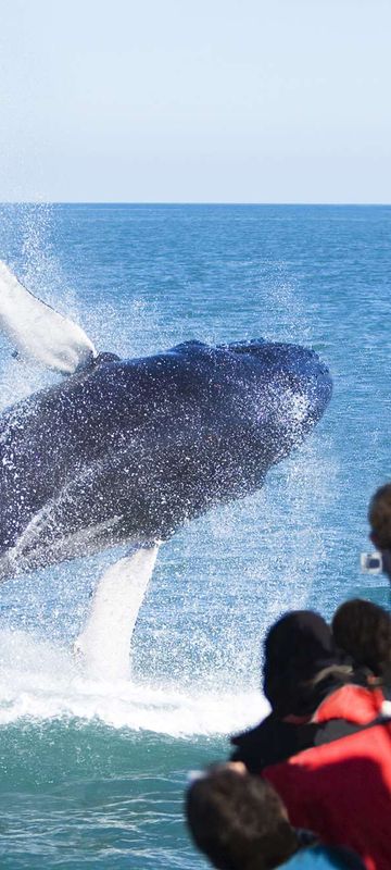 north iceland husavik humpback whale breaching ns