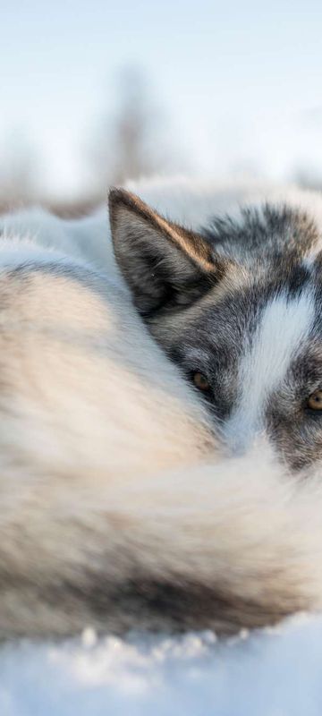 northern norway husky curled up in snow istk