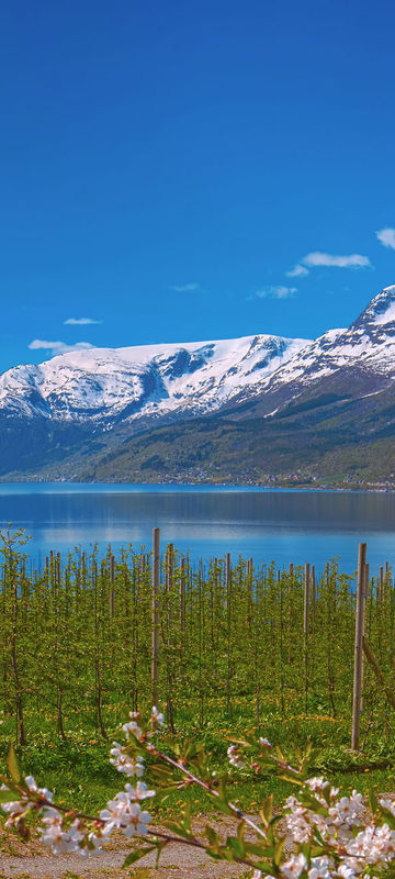 norway fjords hardangerfjord lofthus blossom istk m