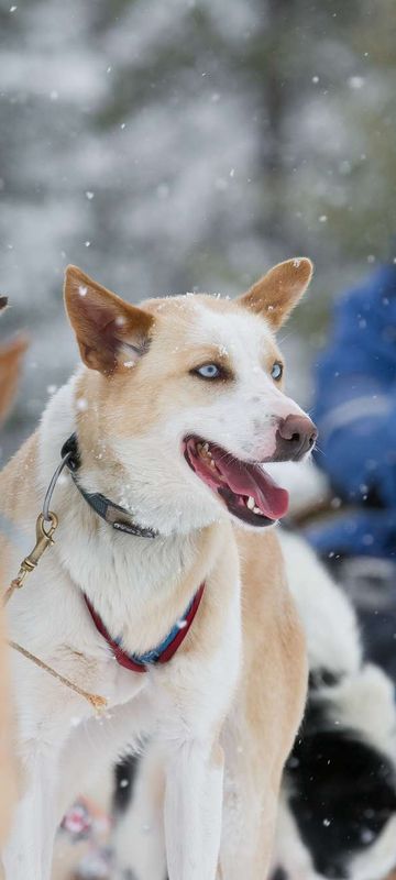 norway husky safari tb