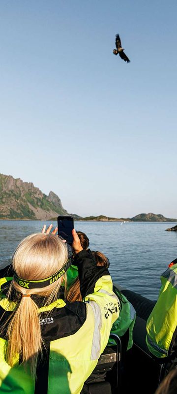 norway lofoten sea eagle safari havila